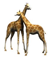 giraffes_rub_necks_hr.jpg