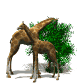 giraffes_eat_trees_sw.gif