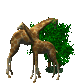 giraffes_eat_trees_sc.gif