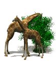 giraffes_eat_trees_mw.gif