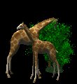 giraffes_eat_trees_mc.gif