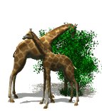 giraffes_eat_trees_lw.gif