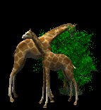 giraffes_eat_trees_lc.gif
