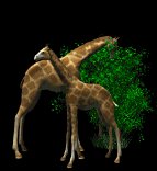 giraffes_eat_trees_lb.gif