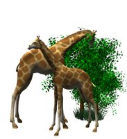 giraffes_eat_trees_hr.jpg