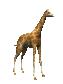 giraffe_tail_swish_sc.gif