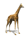 giraffe_tail_swish_mw.gif