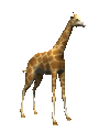 giraffe_tail_swish_mc.gif
