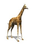 giraffe_tail_swish_lw.gif