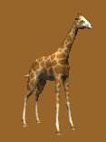 giraffe_tail_swish_lc.gif