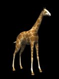 giraffe_tail_swish_lb.gif