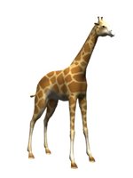 giraffe_tail_swish_hr.jpg
