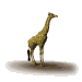 giraffe_lookaround_sw.gif