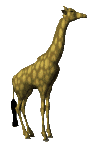 giraffe_lookaround_lc.gif