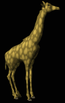giraffe_lookaround_lb.gif