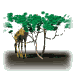 giraffe1_tw.gif