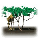 giraffe1_lw.gif