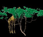 giraffe1_lc.gif