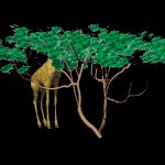 giraffe1_lb.gif