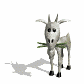 billy_goat_eating_grass_sw.gif