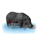 hippo_standard_sw.gif