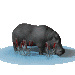 hippo_standard_sc.gif