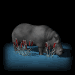 hippo_standard_sb.gif