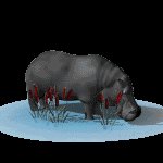 hippo_standard_lc.gif
