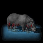 hippo_standard_lb.gif