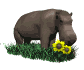 hippo_sniff_flower_sw.gif