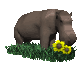 hippo_sniff_flower_sc.gif