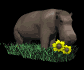 hippo_sniff_flower_sb.gif