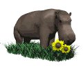 hippo_sniff_flower_mw.gif