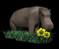 hippo_sniff_flower_mb.gif