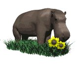 hippo_sniff_flower_lw.gif