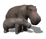 hippo_mom_and_baby_lw.gif