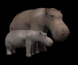 hippo_mom_and_baby_lc.gif
