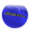 hippo_bob_mw.gif