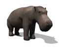 hippo_blinking_mw.gif