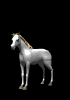 horse_white_rear_mb.gif