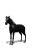 horse_black_rear_sw.gif