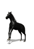 horse_black_rear_mw.gif