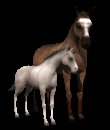 horse_and_foal_mc.gif