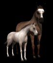 horse_and_foal_mb.gif