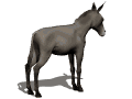 donkey3_bucking_mw.gif