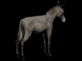 donkey3_bucking_mb.gif
