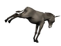 donkey3_bucking_hr.jpg