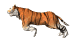 tiger_run_mw.gif