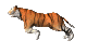 tiger_run_mc.gif