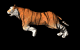 tiger_run_mb.gif